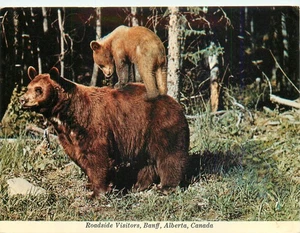 B522 Roadside Visitors Back Bear, Parque Nacional Banff, Alberta, Canadá - Imagen 1 de 2