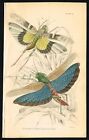 Locusts, Cristata & Flava, Grasshoppers, Antique Hand-Col. Entomology Print 1844