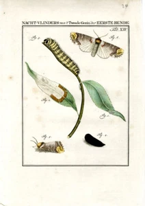 1795 SCHELLENBERG HC ENGRAVING caterpillar, pupa, moth - Picture 1 of 1