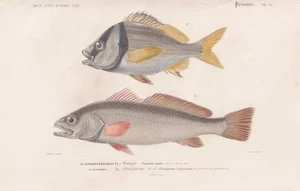 Pristipoma Fishes Zoology Engraving Steel Engraving Orbigny 1849 - Picture 1 of 1