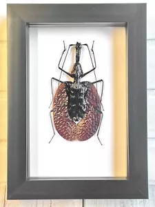 El escarabajo del violín (Mormolyce phyllodes) caja profunda marco exhibición insecto - Imagen 1 de 3
