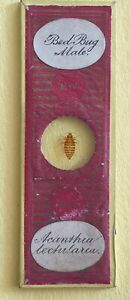 ANTIQUE  MICROSCOPE SLIDE. SHOWING BED BUG MALE. BY E.WHEELER.