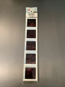 PANA-VUE Dias - "Wild Monkeys" Monkey Jungle Slides - 35 mm - Bild 1 von 5