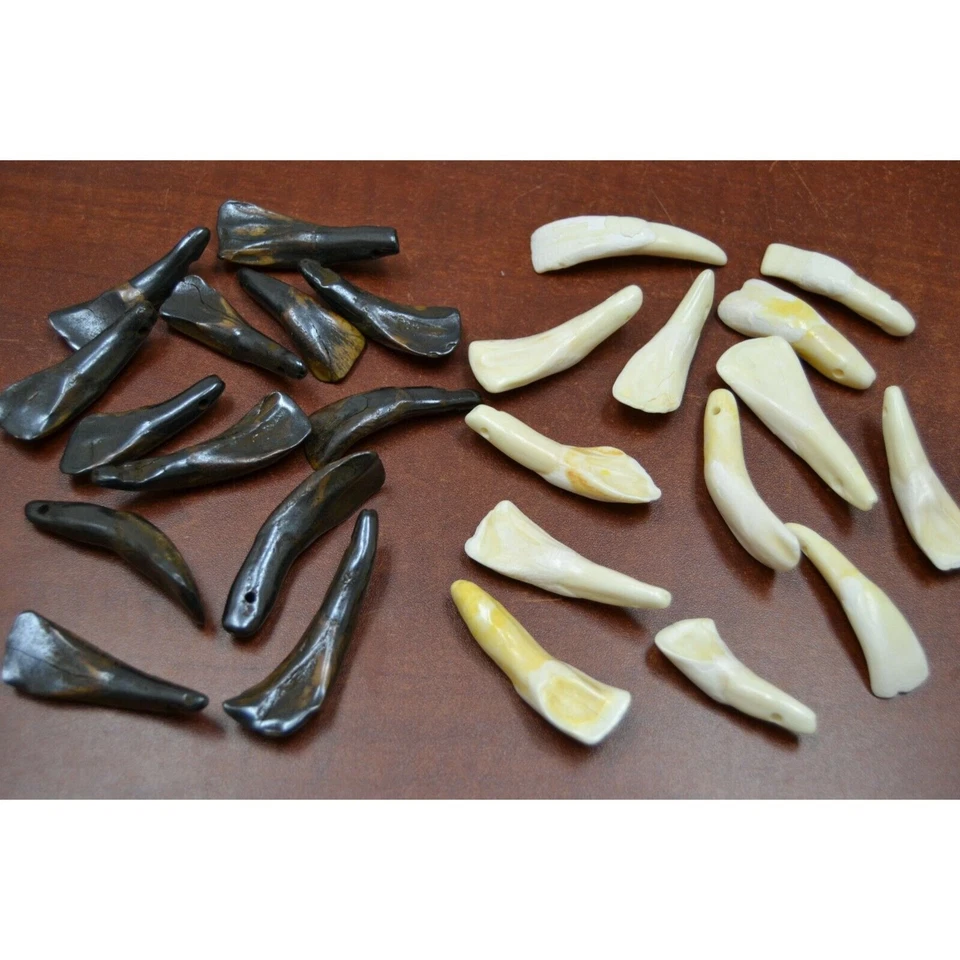 100 DRILLED GENUINE WHITE & BROWN BUFFALO TEETH TOOTH BEADS PENDANTS CRAFT - Image 1 of 1
