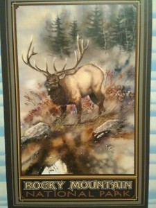 PHOTO POST CARD ROCKY MOUNTAIN NATIONAL PARK MOUNTAIN ELK