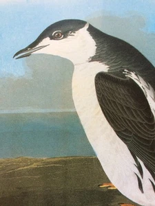 Marbled Murrelet John James Audubon Bookplate Picture Print Bird Poster. #217 - Picture 1 of 12