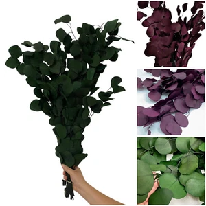 Grün oder rot konservierte natürliche Silber Dollar Eukalyptus Zweige / 8 Unzen oder 16 Unzen - Bild 1 von 16