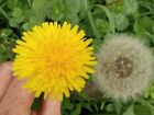 Dandelion seeds approximately 500 seeds Rare Exotic Natural Organic Seed Grow Lg