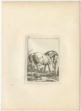 Pl. 49 Antique Horse Etching by Swébach (c.1820)