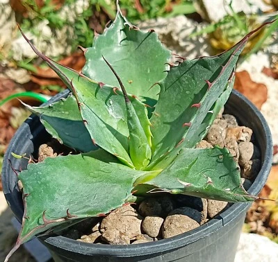 Agave Potatorum cactus cacti succulent rare live plant free gift - Image 1 of 4