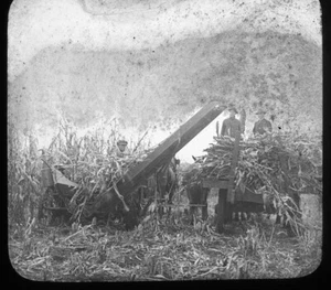 c1900 Harvesting Silage Corn Wisconsin Magic Lantern Glass Slide Keystone - Picture 1 of 3