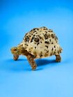 Encyclopedia Dangomushi Turtle P6 Action Figure Somalia Leopard Tortoise Adult