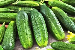 Semillas de pepino ANVAR F1 50 semillas Анвар entrega en todo el mundo sin OGM - Imagen 1 de 4