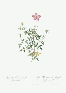 Single Dwarf China Rose Les Roses by Pierre Joseph Redouté Print Repro - Picture 1 of 2