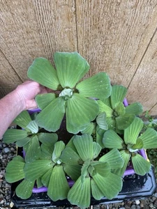 MEMORIAL DAY SPECIAL (5) Water Lettuce Koi Pond Floating Plants Algae LARGE 6” - Picture 1 of 9