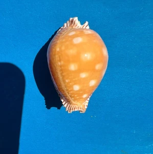 Cypraea guttata guttata ~~ Top gem ~ - Picture 1 of 5