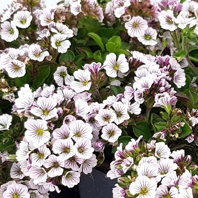Schleierkraut winterharte Staude mit weißen Blüten Gypsophila Himalaya im Topf - Bild 1 von 2