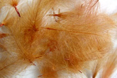 PECHETRUITE 1g Plumes de Cul Canard (CDC) Brun Roux / Fiery Brown feather tying fly montage