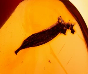 Super RARE Leaf Caught in Spider Webbing in Dominican Amber Fossil Gem - Picture 1 of 9