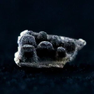 0.3" Captorhinus Aguti Jaw Section Teeth Fossil Permian Age Reptile Oklahoma COA - Picture 1 of 10