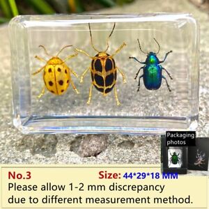 Insekt Probe Briefbeschwerer Sammlung Display Black Spider 7,5 x 4 x 2 cm