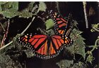 Monarch Butterflies Vtg Postcard CP317