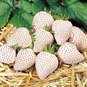 6x Strawberry 'Snow White' XXL Jumbo Plug Plants White Fruits - 24HR DISPATCH - Picture 1 of 3