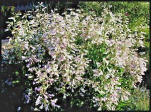 300+HAIRY BEARDTONGUE Seeds Native Wildflower Sun Shade Garden Patio Container - Picture 1 of 12