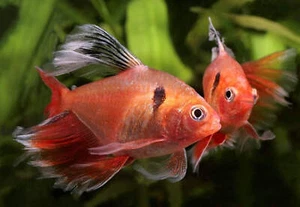 Longfin Red Minor Tetra (Hemigrammus erythrozonus) - Live Fish - Picture 1 of 8