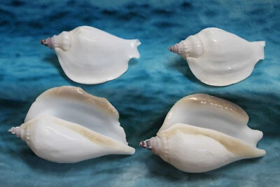 Strombus Epedromis -White Strombus Seashell- Craft Supply -Wedding Supply SS-356 - Изображение 1 из 4