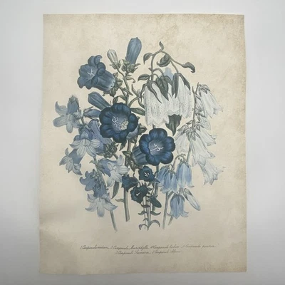 Póster estampado floral flor azul blanco sin marco 14 x 11 Foto 1 de 4