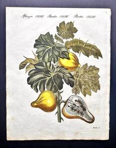 Bertuch rare 1810 Antique handcolored botanical print: Solanum / Nipplefruit - Picture 1 of 2