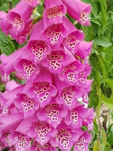 Digitalis purpurea - Picture 1 of 1