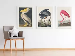 Vintage John James Audubon Set of 3 Bird Prints Posters Flamingo Pelican Heron - Picture 1 of 8