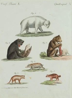 J. SCHMUZER (1713-1775), Arten von Bären. Zoologie, Kupferstich Realismus - Bild 1 von 4