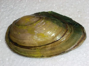 ANODONTA ANATINA UNCOMMON - Picture 1 of 2