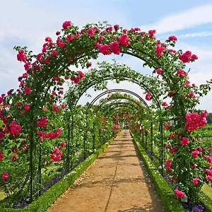 Rosenbogen Rankhilfe Kletterhilfe 240cm Metall Rosenspalier Gartenbogen Torbogen - Bild 1 von 17