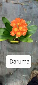Clivia Daruma Seedlings X 5 - Picture 1 of 10