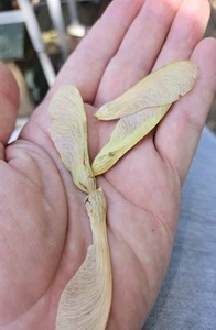 10+ Silver Maple, Water Maple Seeds (Acer Saccharinum) | Fast Growing Tree | USA - Picture 1 of 2