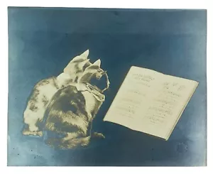 William H. Manahan Jr. Photographer (1877-1972) Photograph Cats - Blind Stamp - Picture 1 of 6