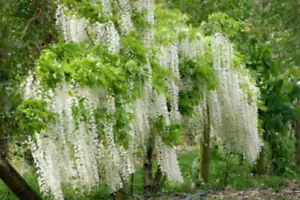 1-1000 PCS White Chinese Wisteria Tree Seeds Sinensis Alba White Flower 0171 - Picture 1 of 5