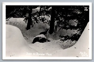 RPPC Postcard Winter Deer Snow Blewett Pass Washington c1940s Ellis Unposted - Picture 1 of 2