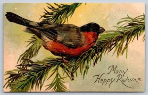 Robin Perched On Pine Tree Branch Postcard Embossed Bird - Picture 1 of 3