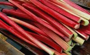RHUBARB SEEDS 100 + "Victoria" perennial VEGETABLE garden FREE USA SHIPPING - Picture 1 of 2
