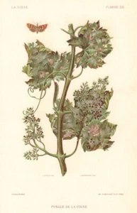 Pyrale de la Vigne. Vine moth. Grapevine diseases. Wine 1901 old antique print - Picture 1 of 1
