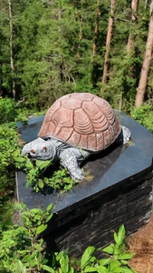 Latex and Fibreglass Mould Medium Tortoise - Picture 1 of 1