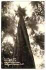 Looking Up 364 Ft World's Tallest Tree Redwood Hwy Ca Rppc Real Photo Postcard