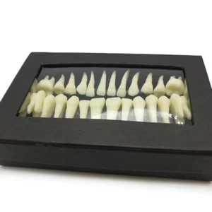 28Pcs Dental 1:1 Permanent Teeth Demonstration Teach Study Tooth Model 7008# - Picture 1 of 8