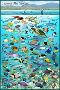 Hawaii Fish Poster - Hawaiian Coral Reef Creatures Poster - Imagen 1 de 3