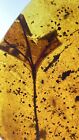 HUGE Leaf Botanical Leaves, Pristine Fossil In Genuine Burmite Amber, 98myo